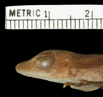 Media type: image;   Herpetology R-124406